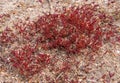 Common glasswort, glasswort (Salicornia europaea), Salt tolerant plants on cracked earth